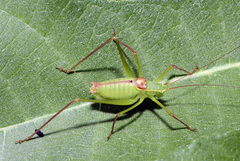 Leptophyes laticauda