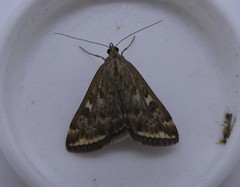 Loxostege sticticalis