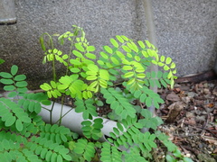 Adenanthera microsperma