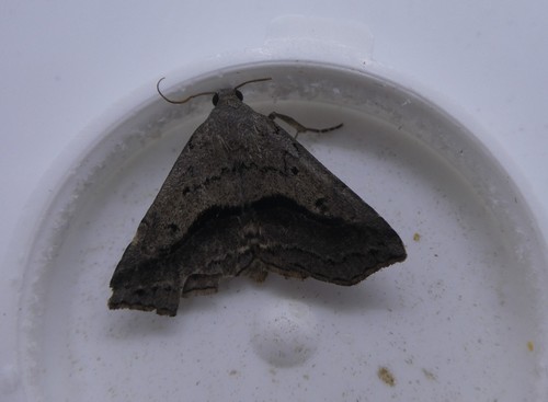 Ledaea perditalis