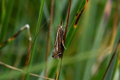 Xanthocrambus lucellus