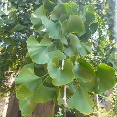 Ginkgo biloba