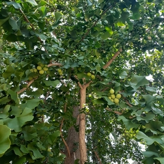 Ginkgo biloba