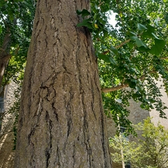 Ginkgo biloba
