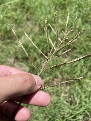 Paspalum millegranum