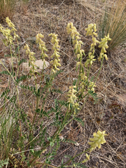 Astragalus collinus