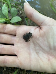 Anaxyrus fowleri