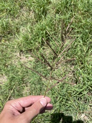 Paspalum millegranum