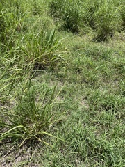 Paspalum millegranum