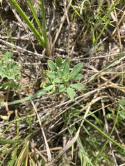 Acmispon denticulatus