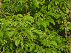 Cipadessa baccifera