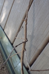 Bactrododema