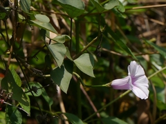 Ipomoea acanthocarpa