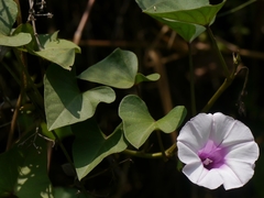 Ipomoea acanthocarpa