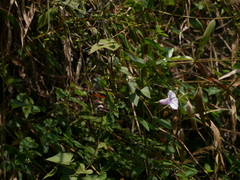 Ipomoea acanthocarpa