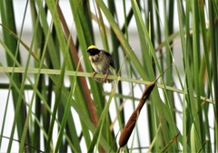 Ploceus manyar