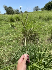 Paspalum millegranum