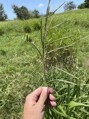 Paspalum millegranum