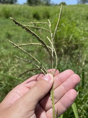 Paspalum millegranum