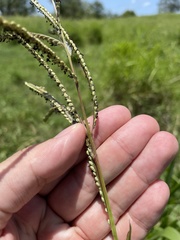 Paspalum millegranum