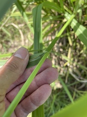 Paspalum millegranum