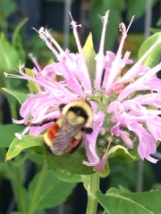 Bombus huntii