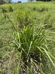 Paspalum millegranum