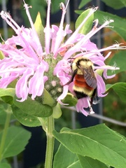 Bombus huntii
