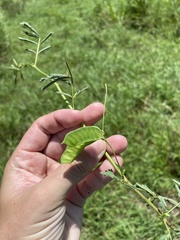 Neptunia oleracea