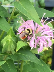Bombus huntii