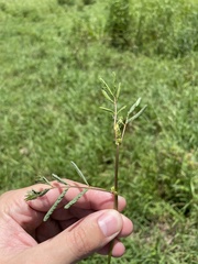 Neptunia oleracea