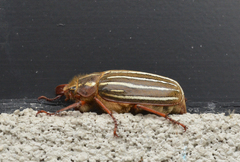 Polyphylla crinita