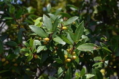 Maytenus magellanica