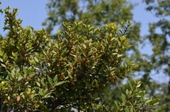 Maytenus magellanica