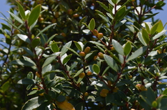 Maytenus magellanica