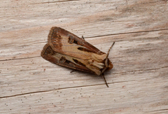 Agrotis vancouverensis