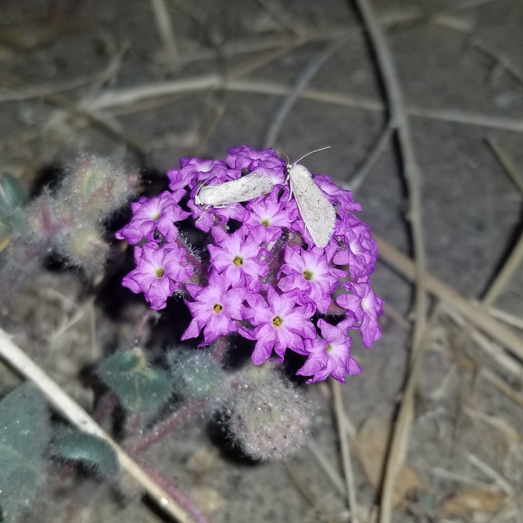 Neogrotella mcdunnoughi