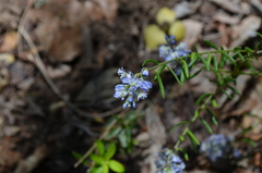 Polygala gnidioides