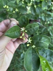Casearia aculeata