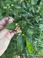 Casearia aculeata