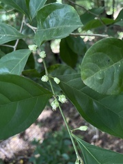 Casearia aculeata