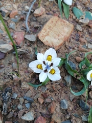Moraea falcifolia