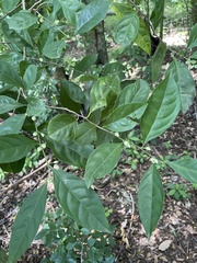Casearia aculeata