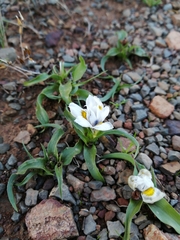 Moraea falcifolia