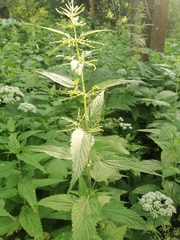 Urtica galeopsifolia