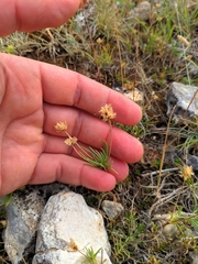 Plantago sempervirens