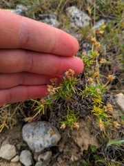 Plantago sempervirens