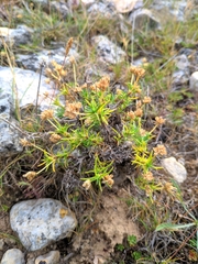 Plantago sempervirens
