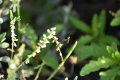 Ceroxys