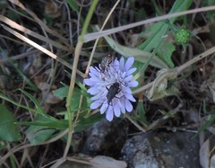 Closterotomus cinctipes